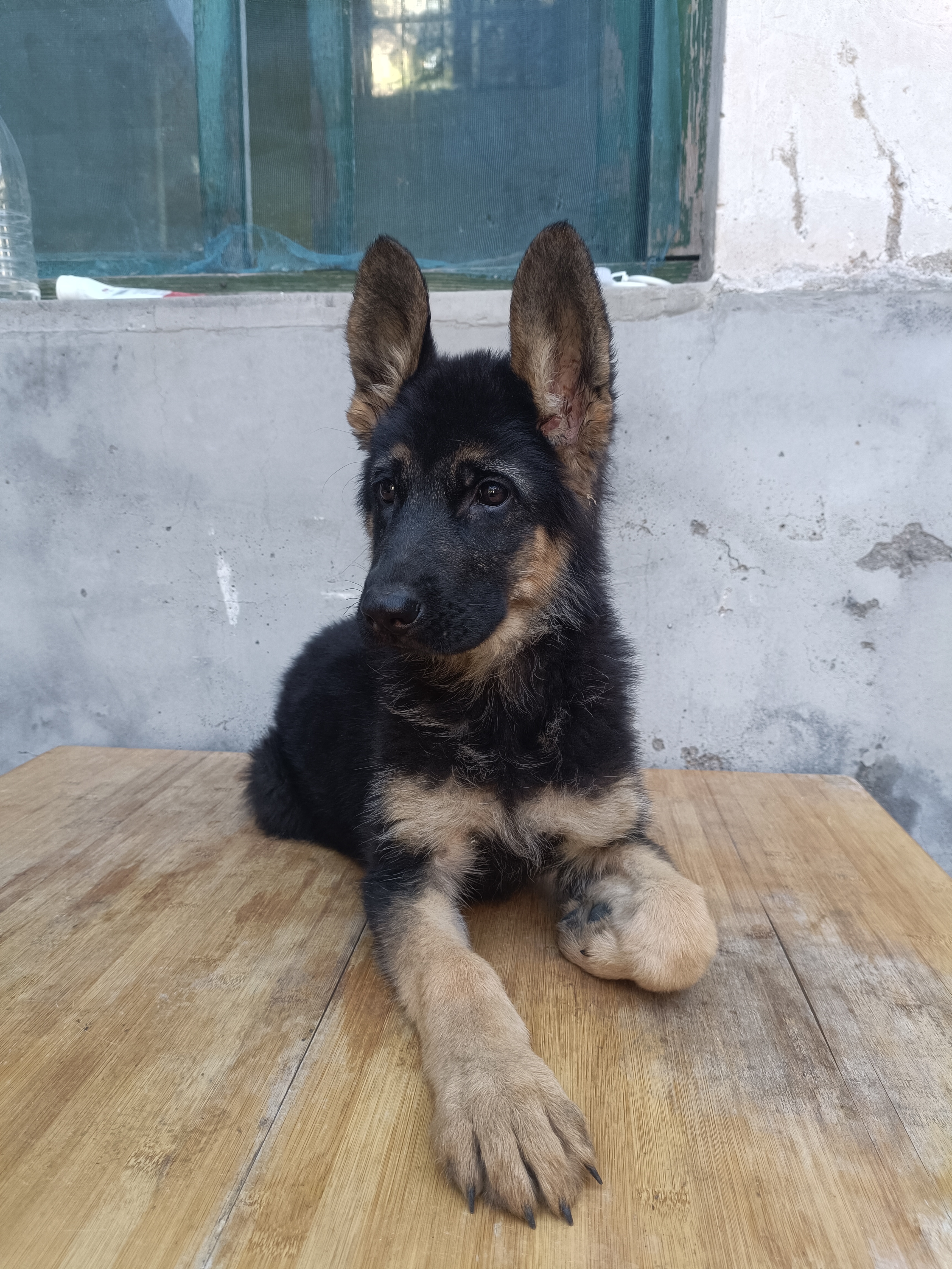 德国牧羊犬